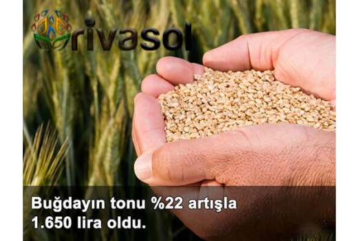 2020 Buğday Ton Fiyatı Ne Kadar? Buğday ve Bakliyat Alım Fiyatı ? 2020 Buğday Ton Fiyatı Ne Kadar? Buğday ve Bakliyat Alım Fiyatı ?