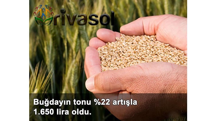 2020 Buğday Ton Fiyatı Ne Kadar? Buğday ve Bakliyat Alım Fiyatı ? 2020 Buğday Ton Fiyatı Ne Kadar? Buğday ve Bakliyat Alım Fiyatı ?