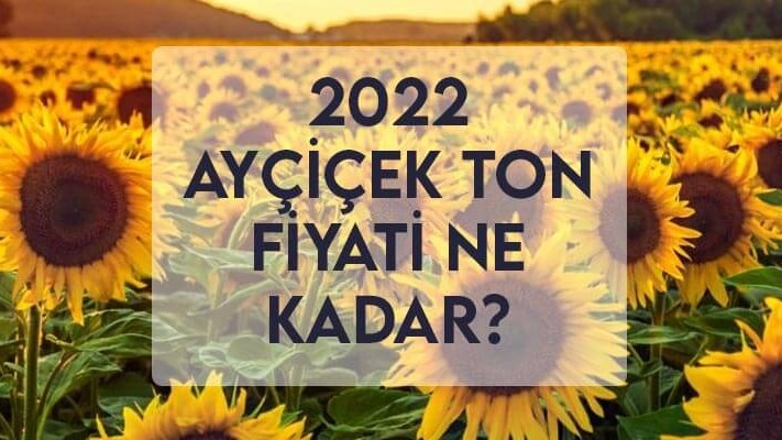 2022 Ayçiçek Ton Fiyatı Ne Kadar? Ayçiçek Alım Fiyatı ?