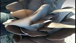 İstiridye Mantarında Sıvı Solucan Gübresi Nasıl Uygulanır?