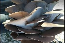 İstiridye Mantarında Sıvı Solucan Gübresi Nasıl Uygulanır?