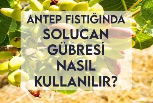 Antep Fıstığında Solucan Gübresi Nasıl Kullanılır? Antep Fıstığında Solucan Gübresi Nasıl Kullanılır?