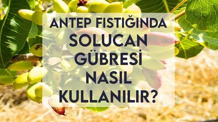 Antep Fıstığında Solucan Gübresi Nasıl Kullanılır? Antep Fıstığında Solucan Gübresi Nasıl Kullanılır?