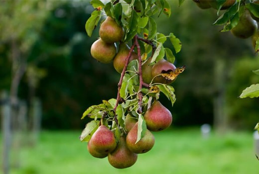 Armut Ağaçlarında Solucan Gübresi Nasıl Kullanılır?