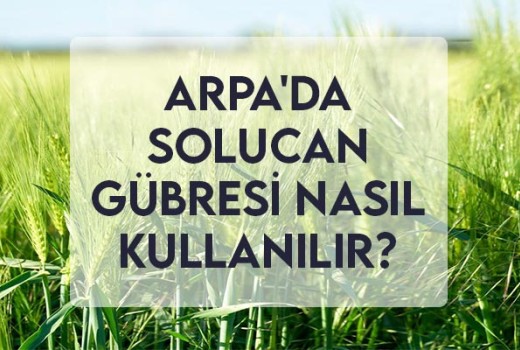 Arpa'da Solucan Gübresi Nasıl Kullanılır? Arpa'da Solucan Gübresi Nasıl Kullanılır?