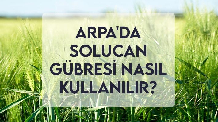 Arpa'da Solucan Gübresi Nasıl Kullanılır? Arpa'da Solucan Gübresi Nasıl Kullanılır?