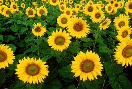 Ayçiçeği Solucan Gübresi Nasıl Kullanılır?