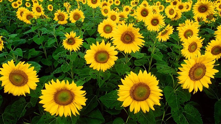 Ayçiçeği Solucan Gübresi Nasıl Kullanılır?