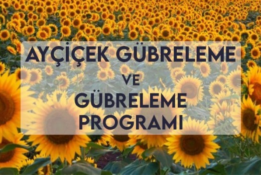 Ayçiçek Gübreleme ve Gübreleme Programı Ayçiçek Gübreleme ve Gübreleme Programı