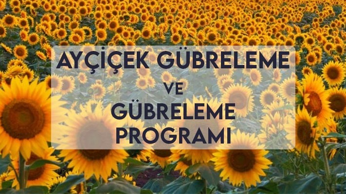 Ayçiçek Gübreleme ve Gübreleme Programı Ayçiçek Gübreleme ve Gübreleme Programı