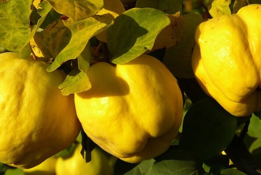 Ayva Ağaçlarında Solucan Gübresi Nasıl Kullanılır?