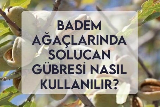 Badem Ağaçlarında Solucan Gübresi Nasıl Kullanılır? Badem Ağaçlarında Solucan Gübresi Nasıl Kullanılır?