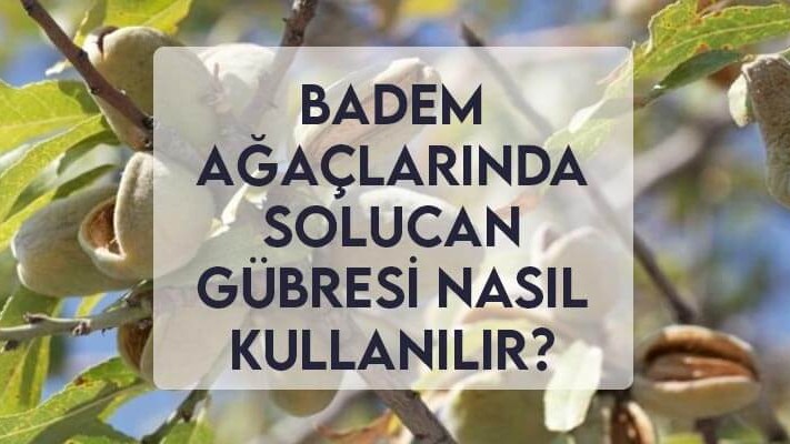 Badem Ağaçlarında Solucan Gübresi Nasıl Kullanılır? Badem Ağaçlarında Solucan Gübresi Nasıl Kullanılır?