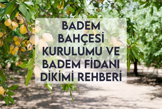 Badem Bahçesi Kurulumu ve Badem Fidanı Dikimi Rehberi Badem Bahçesi Kurulumu ve Badem Fidanı Dikimi Rehberi