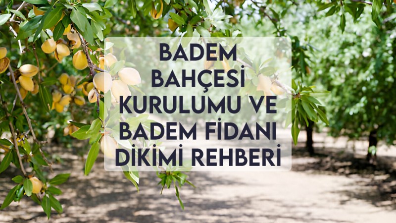 Badem Bahçesi Kurulumu ve Badem Fidanı Dikimi Rehberi Badem Bahçesi Kurulumu ve Badem Fidanı Dikimi Rehberi