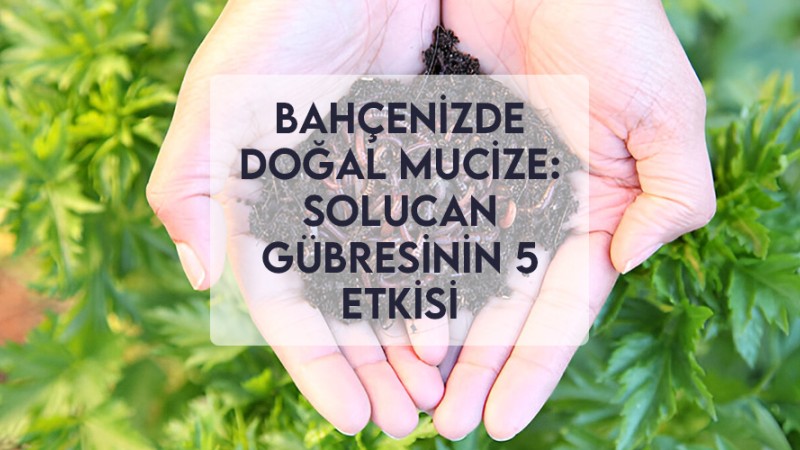 Bahçenizde Doğal Mucize: Solucan Gübresinin 5 Etkisi
