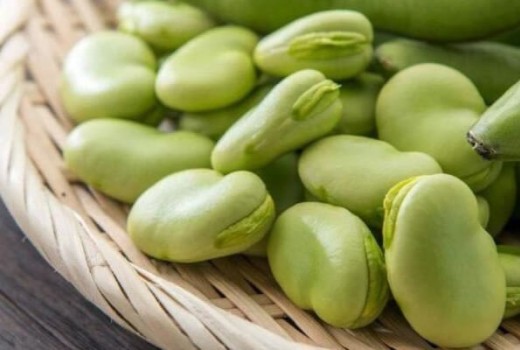 Bakla Solucan Gübresi Nasıl Kullanılır?