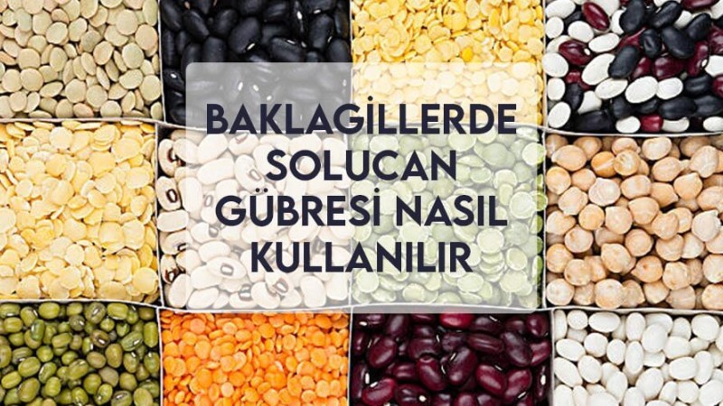 Baklagillerde Solucan Gübresi Nasıl Kullanılır