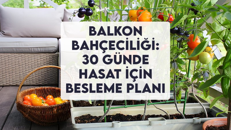 Balkon Bahçeciliği: 30 Günde Hasat İçin Besleme Planı
