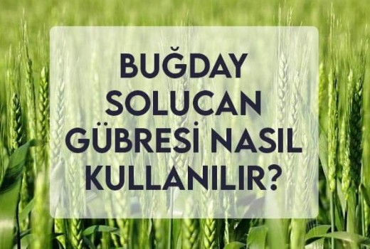 Buğdayda Solucan Gübresi Nasıl Kullanılır? Buğdayda Solucan Gübresi Nasıl Kullanılır?