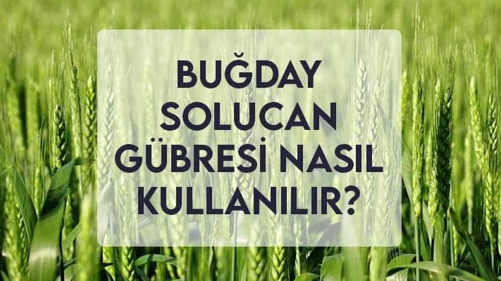 Buğdayda Solucan Gübresi Nasıl Kullanılır?