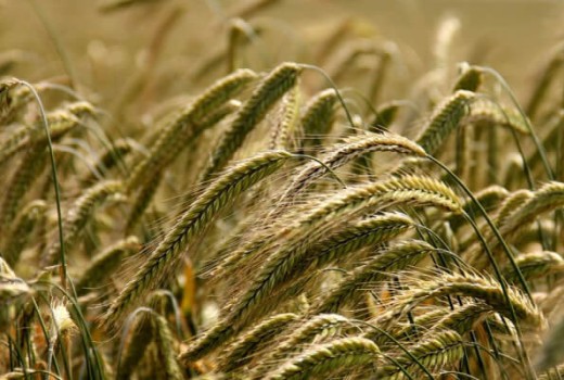 Çavdar Solucan Gübresi Nasıl Kullanılır?