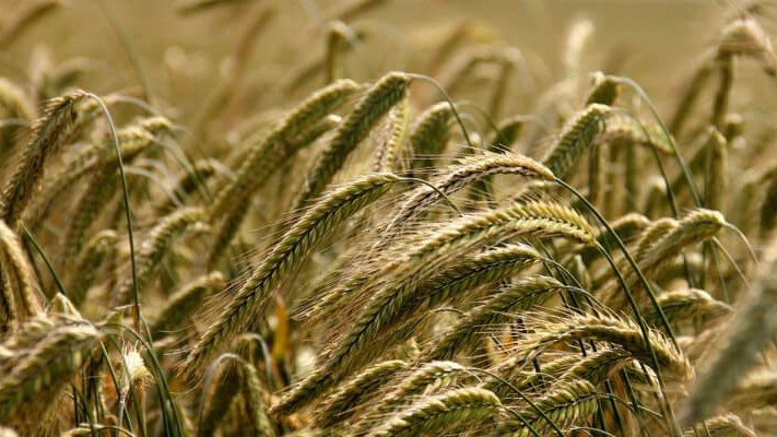 Çavdar Solucan Gübresi Nasıl Kullanılır?