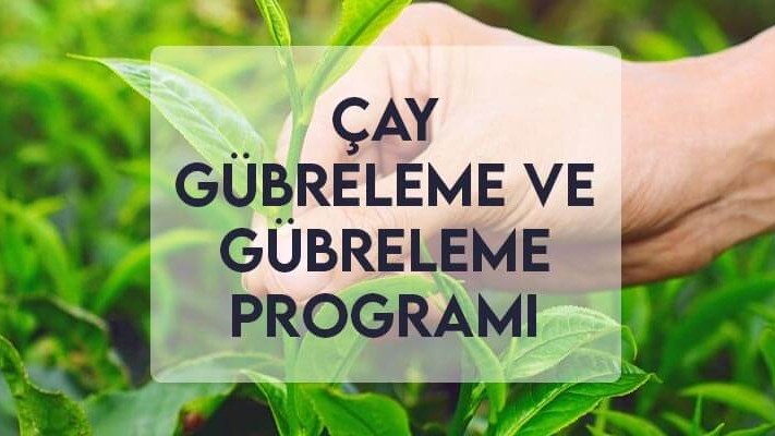 Çay Gübreleme ve Gübreleme Programı Çay Gübreleme ve Gübreleme Programı