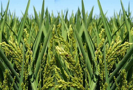 Çeltikte Solucan Gübresi Nasıl Kullanılır?