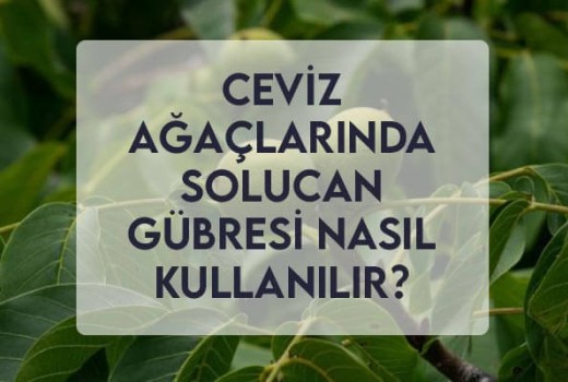 Ceviz Ağaçlarında Solucan Gübresi Nasıl Kullanılır? Ceviz Ağaçlarında Solucan Gübresi Nasıl Kullanılır?