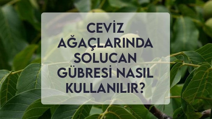 Ceviz Ağaçlarında Solucan Gübresi Nasıl Kullanılır? Ceviz Ağaçlarında Solucan Gübresi Nasıl Kullanılır?