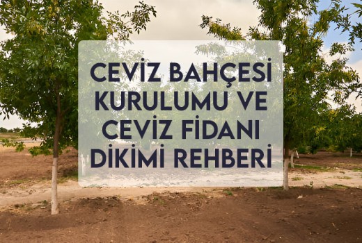 Ceviz Bahçesi Kurulumu ve Ceviz Fidanı Dikimi Rehberi Ceviz Bahçesi Kurulumu ve Ceviz Fidanı Dikimi Rehberi