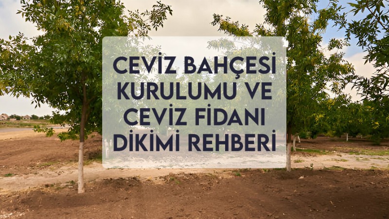 Ceviz Bahçesi Kurulumu ve Ceviz Fidanı Dikimi Rehberi Ceviz Bahçesi Kurulumu ve Ceviz Fidanı Dikimi Rehberi