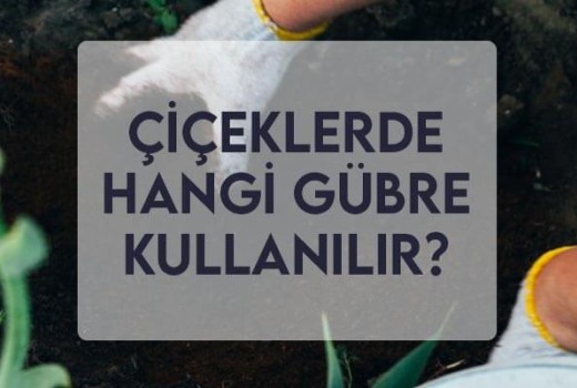 Çiçeklerde Hangi Gübre Kullanılır? Çiçeklerde Hangi Gübre Kullanılır?