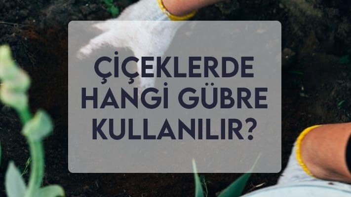 Çiçeklerde Hangi Gübre Kullanılır?