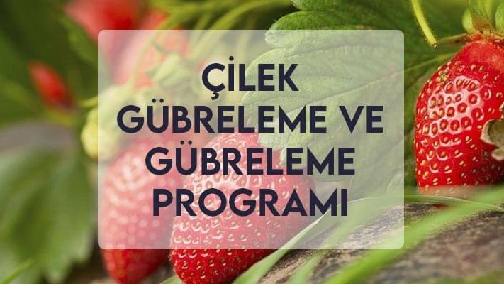 Çilek Gübreleme ve Gübreleme Programı Çilek Gübreleme ve Gübreleme Programı