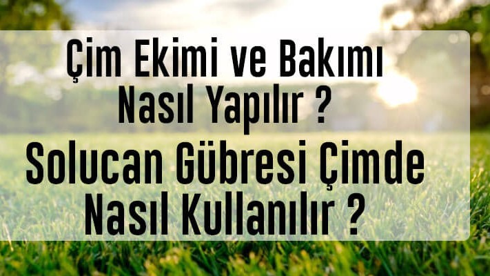 Çimde Solucan Gübresi Nasıl Kullanılır? Bakımı Nasıl Yapılır? Çimde Solucan Gübresi Nasıl Kullanılır? Bakımı Nasıl Yapılır?