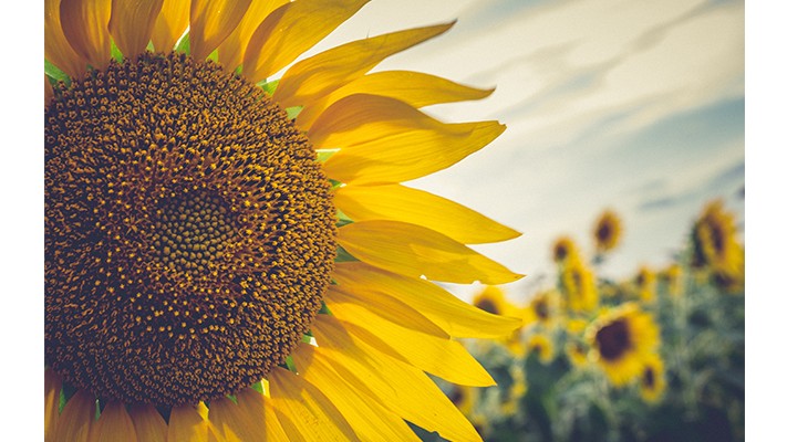 Doğal Solucan Gübresi Ayçiçeğinde Gübreleme Doğal Solucan Gübresi Ayçiçeğinde Gübreleme