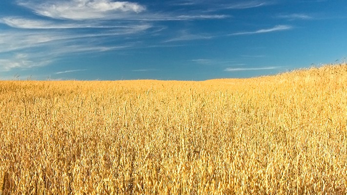 Doğal Solucan Gübresi Buğday Yetiştirme Tekniği Doğal Solucan Gübresi Buğday Yetiştirme Tekniği