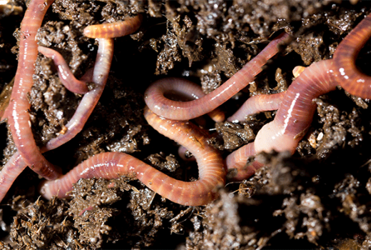 Doğal Solucan Gübresi Nedir ?