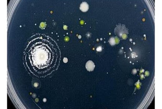 Doğal Solucan Gübresi'nin Toprak Kaynaklı Bitki Hastalıklarının Baskılanması Doğal Solucan Gübresi'nin Toprak Kaynaklı Bitki Hastalıklarının Baskılanması