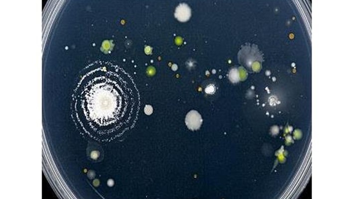 Doğal Solucan Gübresi'nin Toprak Kaynaklı Bitki Hastalıklarının Baskılanması Doğal Solucan Gübresi'nin Toprak Kaynaklı Bitki Hastalıklarının Baskılanması