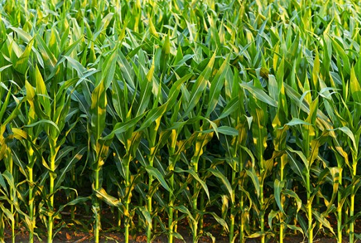 Doğal Solucan Gübresi ve Mısır