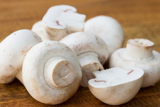 Doğal Solucan Humusundan Mantar Üretimi