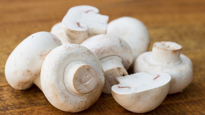 Doğal Solucan Humusundan Mantar Üretimi Doğal Solucan Humusundan Mantar Üretimi