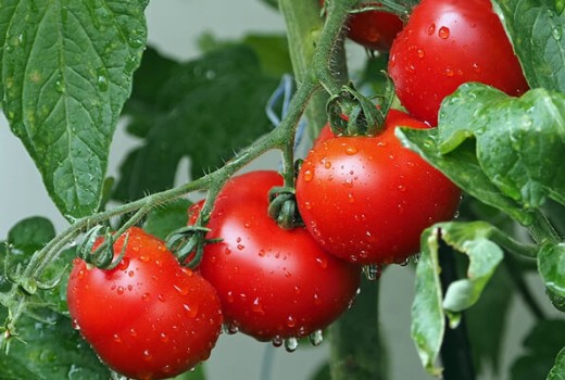 Domateste Solucan Gübresi Kullanımı