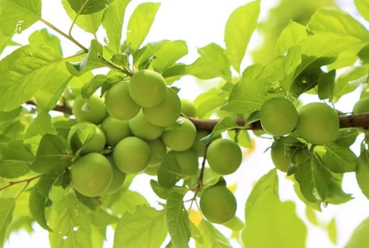 Erik Ağaçlarında Solucan Gübresi Kullanımı