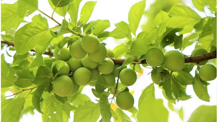 Erik Ağaçlarında Solucan Gübresi Kullanımı