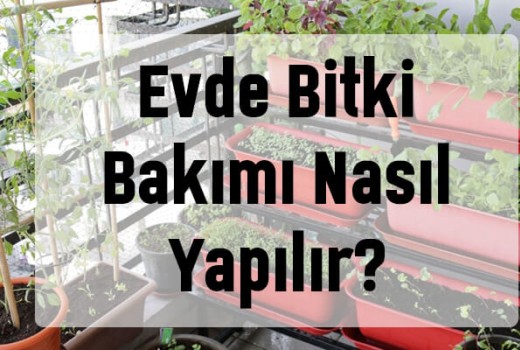 Evde Bitki Bakımı Nasıl Yapılır?