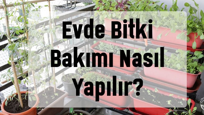 Evde Bitki Bakımı Nasıl Yapılır?